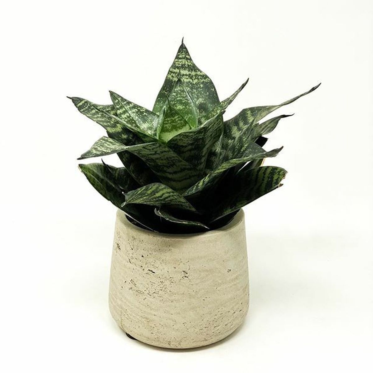 Sansevieria hahnii also known as the bir desk plants