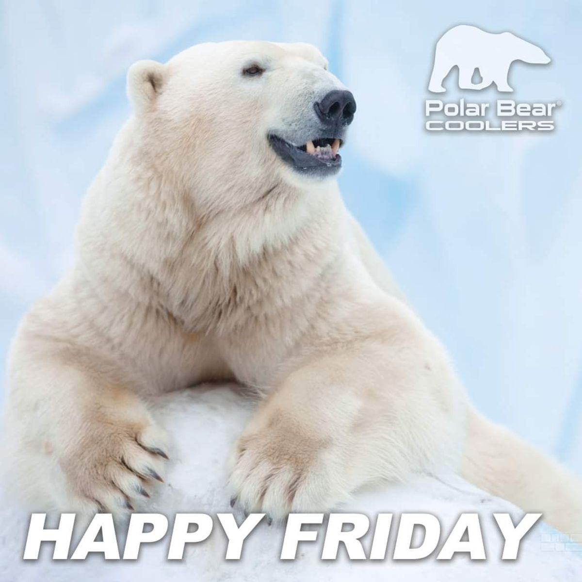 happy-friday-visit-our-website-polar-bear-coolers